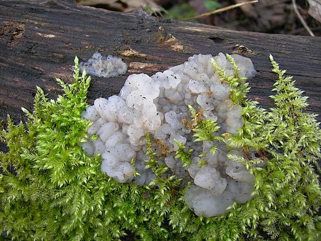 le  Specie  invernali  del  Leimental